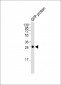 GFP Tag Antibody